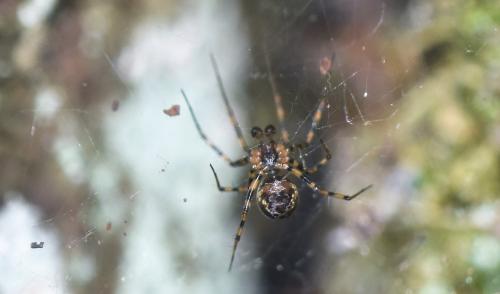 Réf. 349 036 : Lepthyphantes sp.
